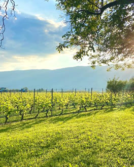 Les vignes du domaine au soleil, face au Jura